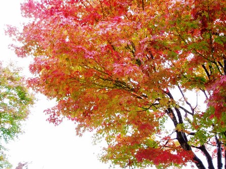 文化の日・・