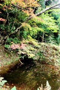 立冬・・琵琶湖、黄葉で・・