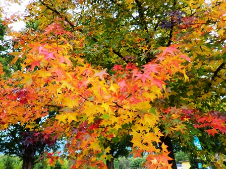 干し柿・・大会参加・・紅葉・・虹