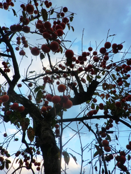 干し柿・・大会参加・・紅葉・・虹