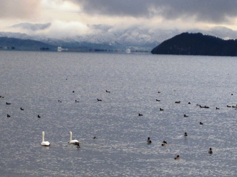 白鳥で白、お山に白