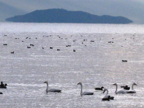 白鳥で白、お山に白