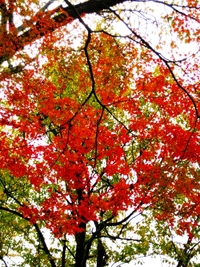 秋の彩り・・ちょこっと