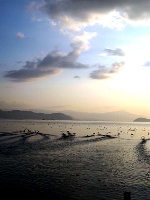 今朝の水鳥浮滑・・湖面