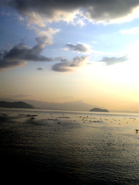 今朝の水鳥浮滑・・湖面