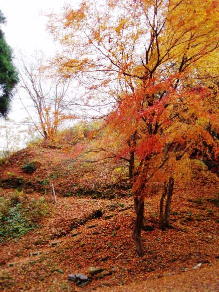 高島市の山裾は、冬支度・・・今日