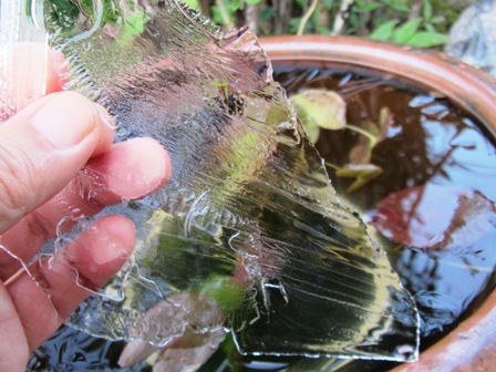 冷え込んで・・初氷