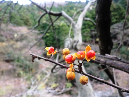 薄く、冬気候で、琵琶湖の朝から・・
