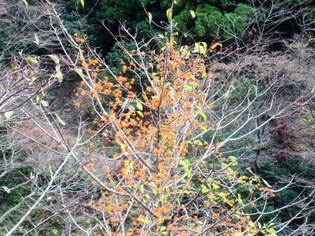 薄く、冬気候で、琵琶湖の朝から・・