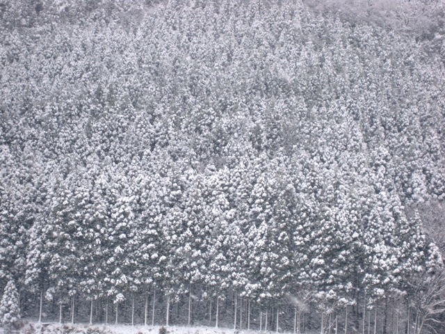 ﾏｷﾉ町・・雪