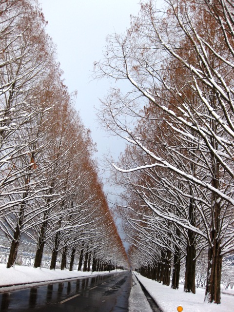 ﾏｷﾉ町・・雪