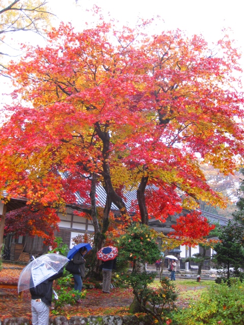 朽木、名刹、興聖寺、雨に紅葉