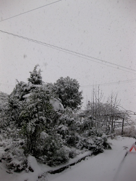 雪降って・・積雪してます大晦日
