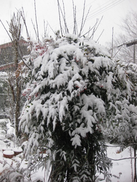 雪降って・・積雪してます大晦日