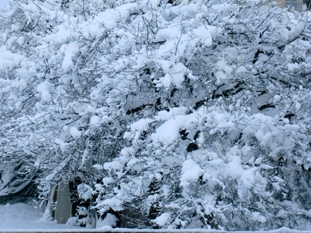 除雪は大変ですが・・雪風景もあるので。