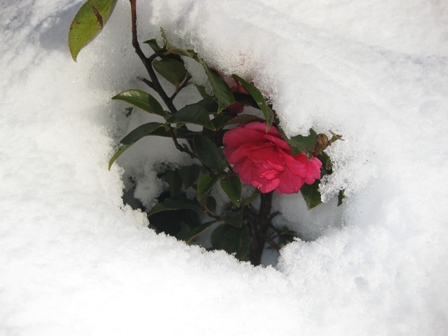 雪のある休日・・ぶらり家の周辺