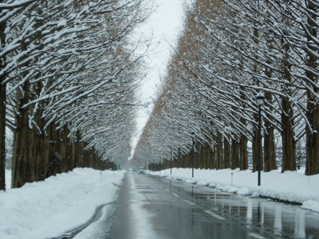 雪ばかり・・ですが。