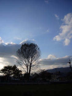 一本のポプラ
