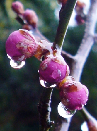 雨中の梅一枝