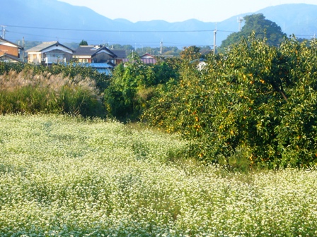 煙たなびき・・日が落ちる