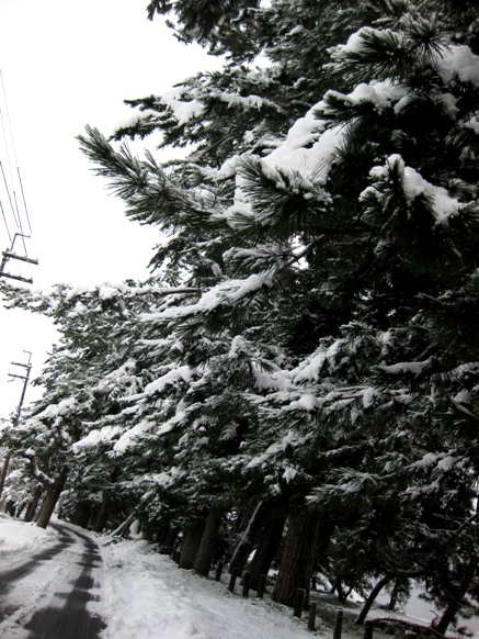 早朝は降雪中・・でもお日様も