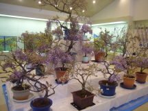 ふじ　の盆栽展