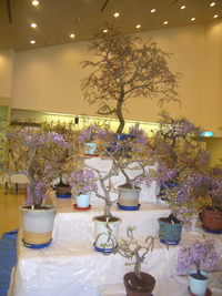 ふじ　の盆栽展