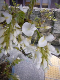 ふじ　の盆栽展