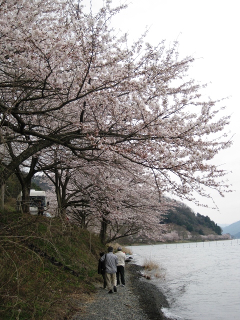 桜曇り・・海津大崎
