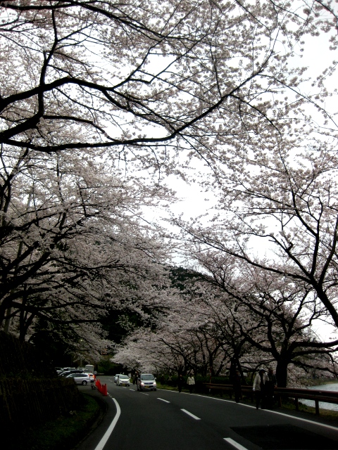 桜曇り・・海津大崎