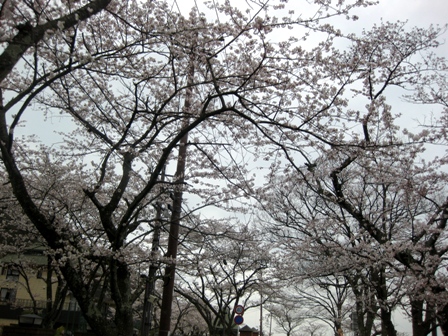 桜曇り・・海津大崎