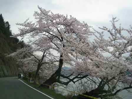 桜曇り・・海津大崎