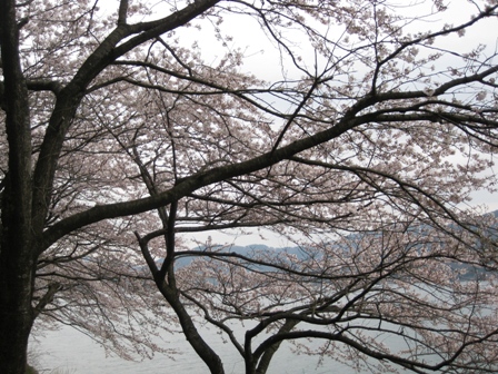 桜曇り・・海津大崎