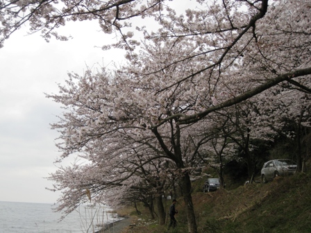 桜曇り・・海津大崎