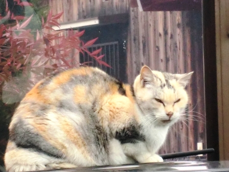 真ん丸・・猫