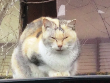 真ん丸・・猫