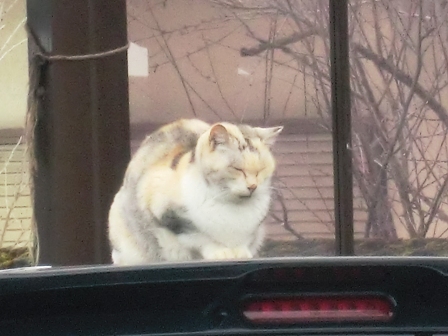 真ん丸・・猫