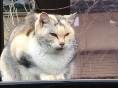 真ん丸・・猫