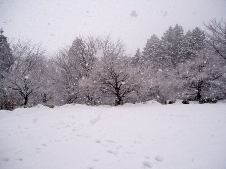 ﾏｷﾉ高原、箱館山、酒波寺、想い出の森、新旭風車・・の雪模様