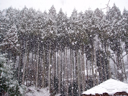 ﾏｷﾉ高原、箱館山、酒波寺、想い出の森、新旭風車・・の雪模様