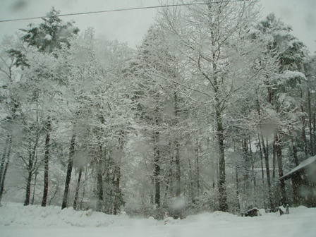 ﾏｷﾉ高原、箱館山、酒波寺、想い出の森、新旭風車・・の雪模様