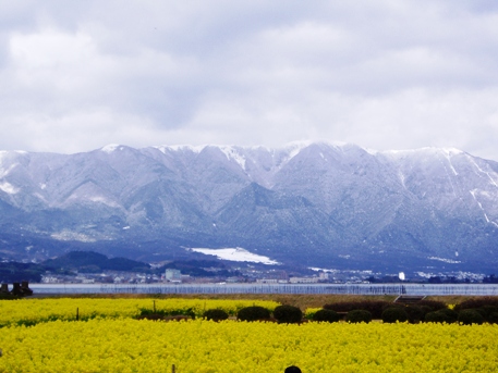 菜の花・守山からマキノ町国境・・雪里まで