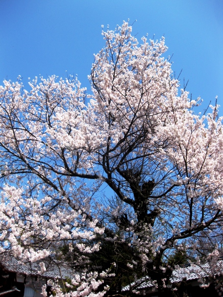 今日の海津大崎・・桜の模様＆夫婦桜