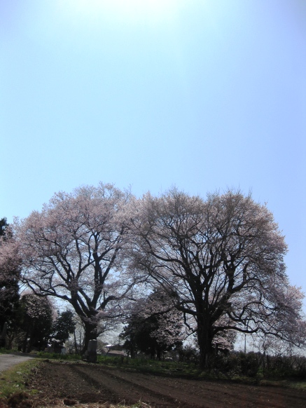 今日の海津大崎・・桜の模様＆夫婦桜