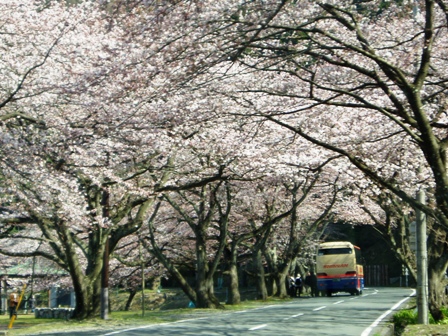 今日の海津大崎・・桜の模様＆夫婦桜