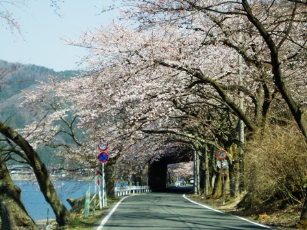 今日の海津大崎・・桜の模様＆夫婦桜
