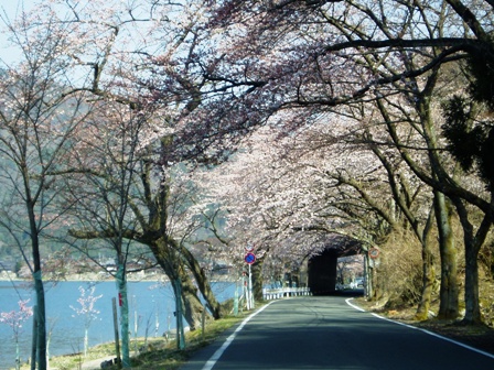 今日の海津大崎・・桜の模様＆夫婦桜