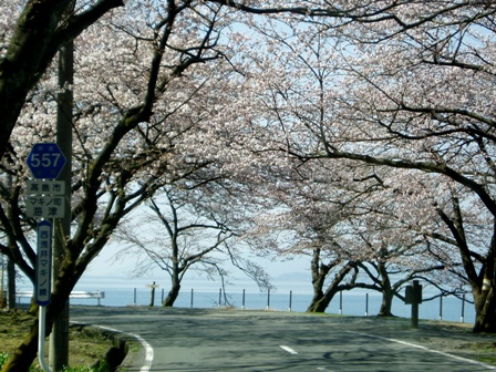 今日の海津大崎・・桜の模様＆夫婦桜