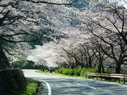 今日の海津大崎・・桜の模様＆夫婦桜