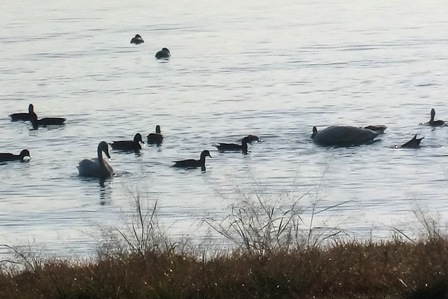 コハクチョウ２・・抱きしめてＢＩＷＡＫＯ・・琵琶湖